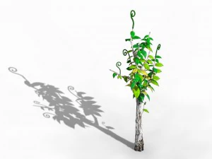 acacia - trees 02 3D Model