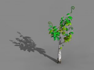 acacia - trees 02 3D Model