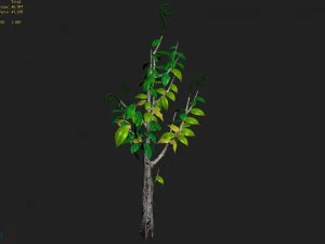 acacia - trees 02 3D Model