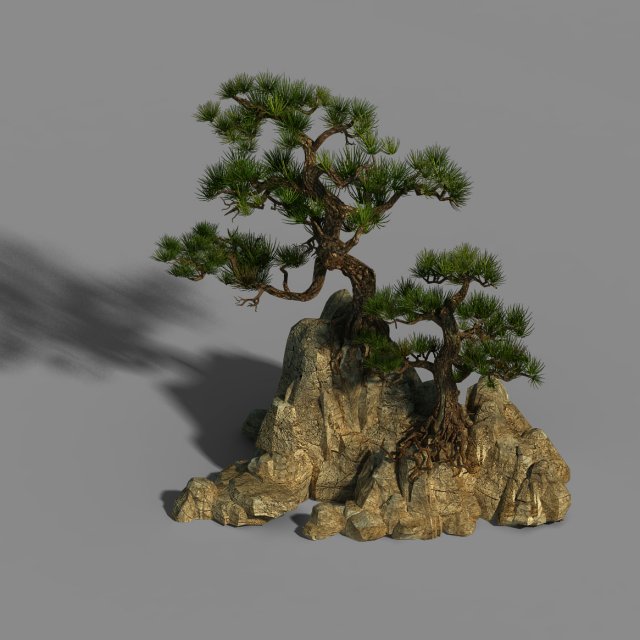acacia - pine 01 3D 모델 .c4d .max .obj .3ds .fbx .stl .blend 