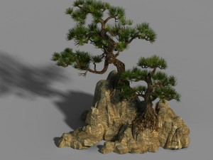 acacia - pine 01 3D Model