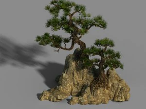 acacia - pine 01 3D Model
