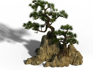 acacia - pine 01 3D Model