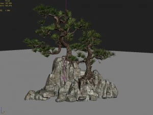 acacia - pine 01 3D Model