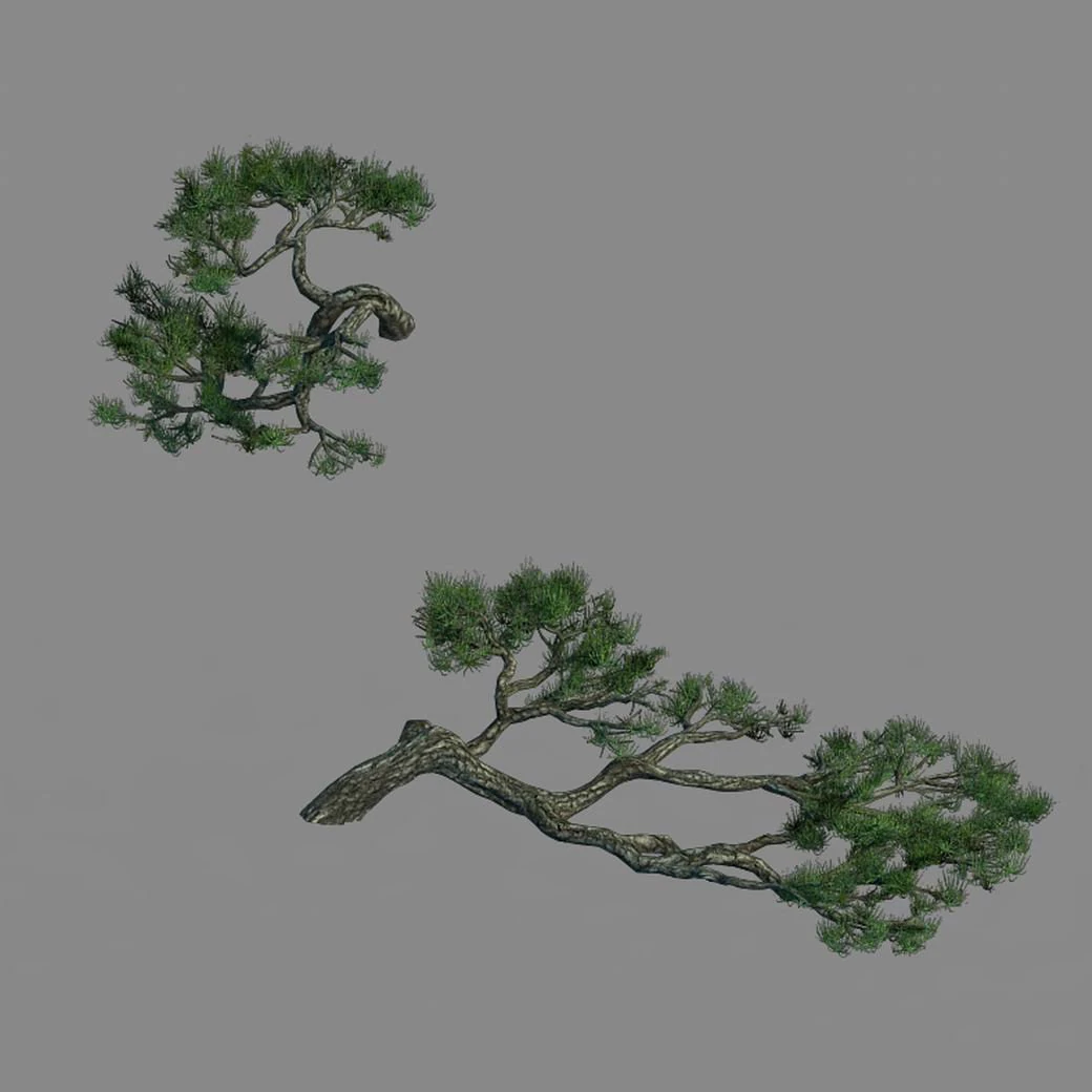 acacia - pine - foliage 01 3D Model .c4d .max .obj .3ds .fbx .stl .blend 