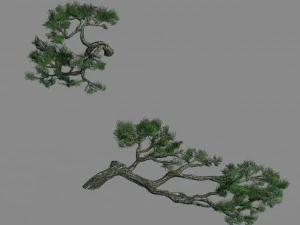 ac&aacute;cia - pinheiro - folhagem 01 Modelo 3D