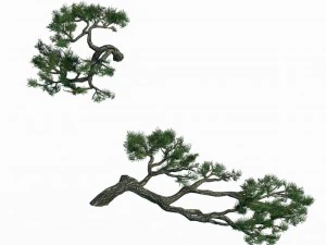 acacia - pine - foliage 01 3D Model