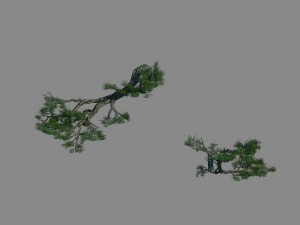 acacia - pine - foliage 01 3D Модель
