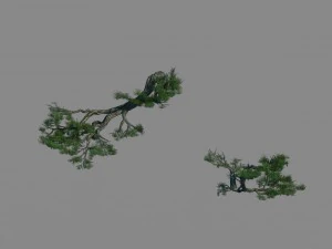 acacia - pine - foliage 01 3D Model