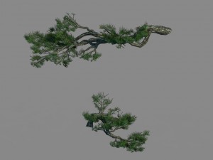 acacia - pine - foliage 01 3D Модель