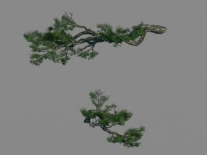 acacia - pine - foliage 01 3D Model