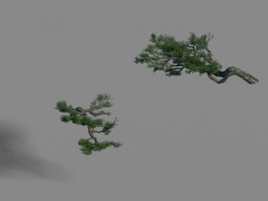 acacia - pine - foliage 01 3D Модель