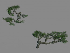 acacia - pine - foliage 01 3D Модель