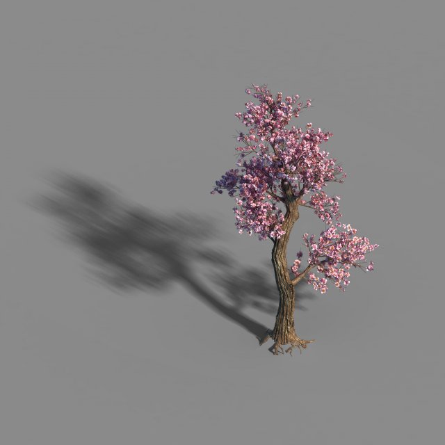 acacia school - peach tree 01 Model 3D .c4d .max .obj .3ds .fbx .stl .blend 