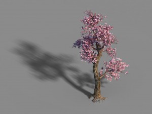 acacia school - peach tree 01 Model 3D