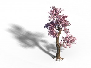 acacia school - peach tree 01 Model 3D