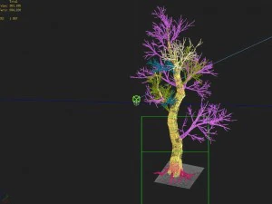 acacia school - peach tree 01 3D Model