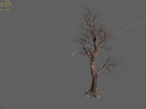 acacia school - peach tree 01 Model 3D