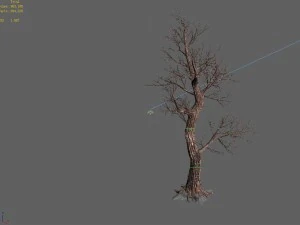 acacia school - peach tree 01 3D Model