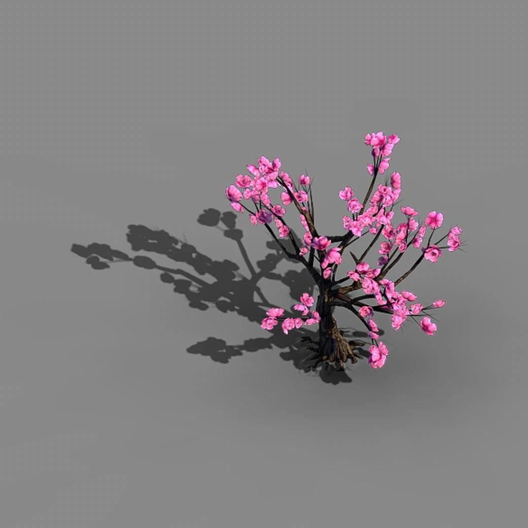 acacia school - peach 02 3D Model .c4d .max .obj .3ds .fbx .stl .blend 