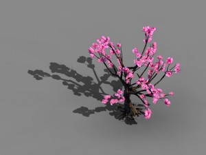 acacia school - peach 02 3D Model