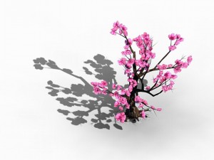 acacia school - peach 02 Modèle 3D