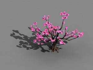 acacia school - peach 02 Modèle 3D