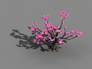 acacia school - peach 02 3D Model