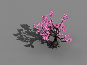 acacia school - peach 02 Modèle 3D