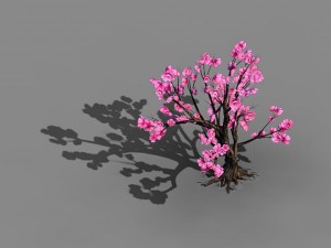 acacia school - peach 02 Modèle 3D