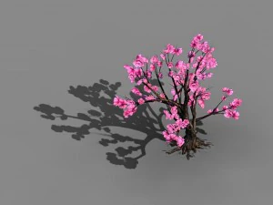 acacia school - peach 02 3D Model
