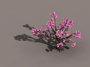 acacia school - peach 02 Modèle 3D