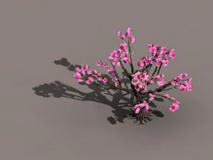 acacia school - peach 02 3D Model