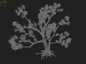 acacia school - peach 02 Modèle 3D