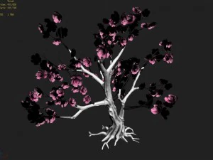 acacia school - peach 02 3D Model