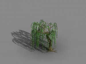 river yangcheng - willow 02 3D Model