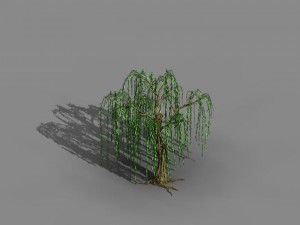 river yangcheng - willow 02 3D Model