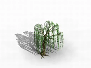 river yangcheng - willow 02 3D Model