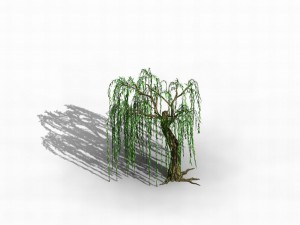river yangcheng - willow 02 3D Model