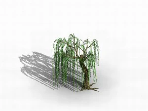 river yangcheng - willow 02 3D Model