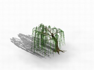 river yangcheng - willow 02 3D Model