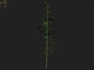 heyang suburbs - bamboo 01 3D Model