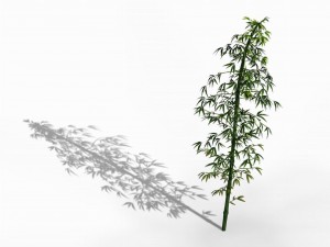 heyang outskirts - bamboo 02 3D Model