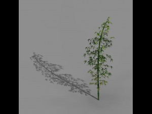 heyang outskirts - bamboo 02 3D Model