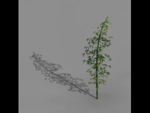 heyang outskirts - bamboo 02 3D Model