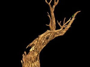 fox qishan - ruins film - dry tree 01 3D Model