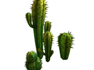 fox qishan - crescent spring - cactus 3D Model