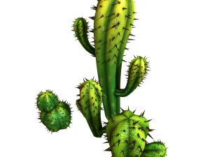 fox qishan - crescent spring - cactus 3D Model