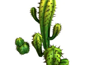 fox qishan - crescent spring - cactus 3D Model