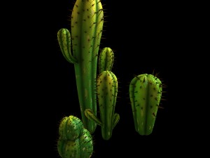 fox qishan - crescent spring - cactus 3D Model